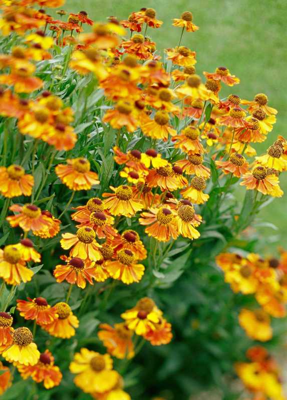 oranssi Helenium yksivuotinen ruohomainen monivuotinen