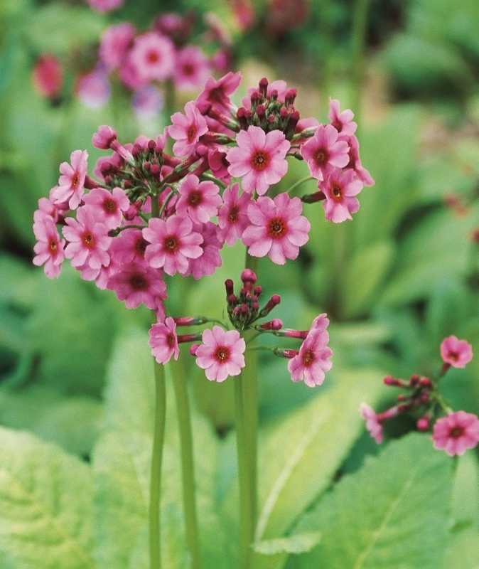 Primula giapponese