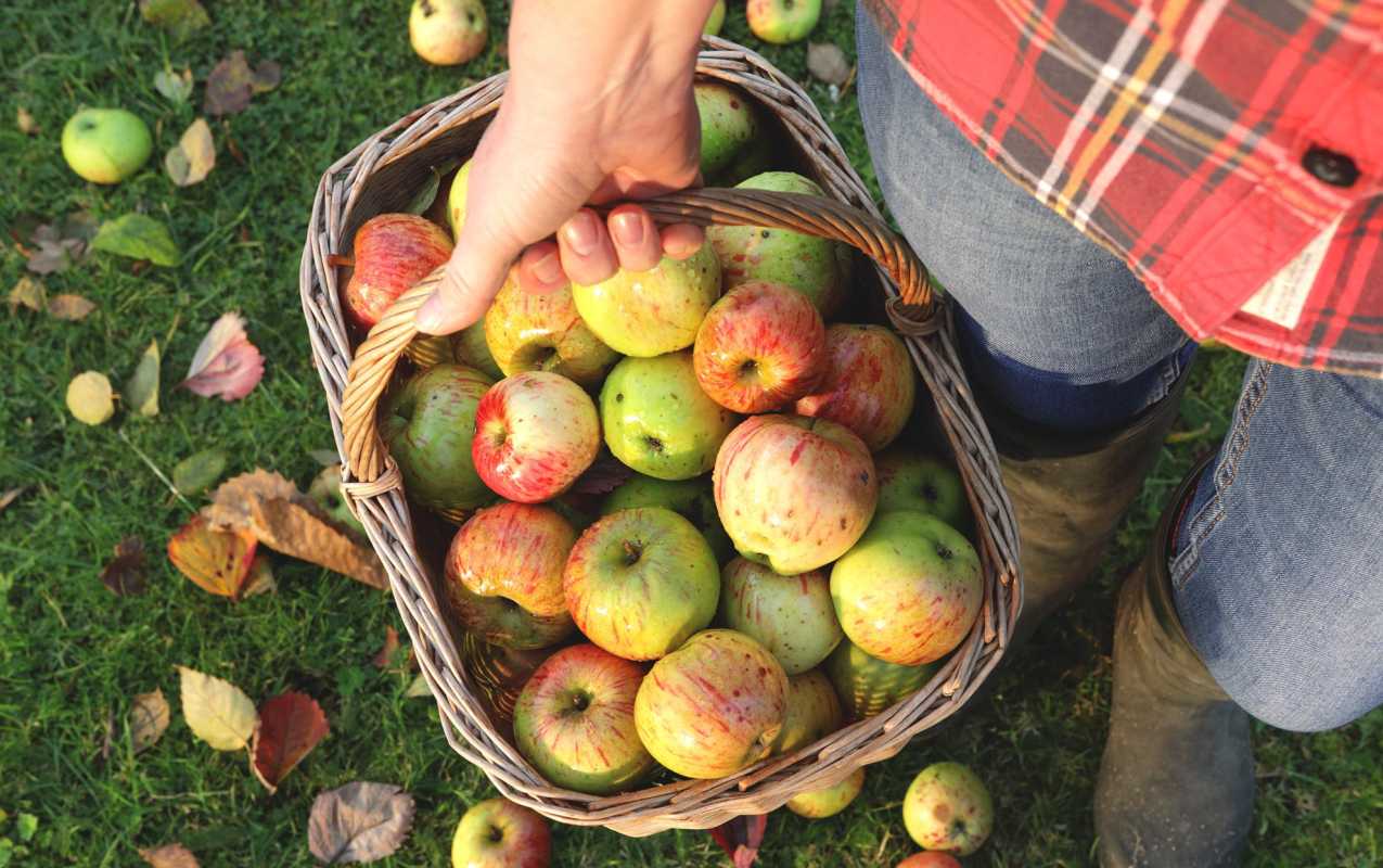 Cerca de una mujer que llevaba una cesta de manzanas afuera