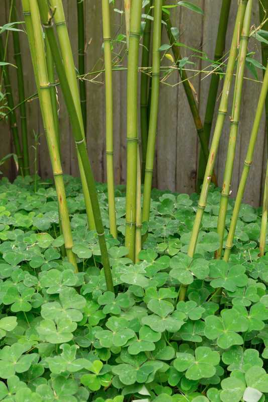 Bambú y trébol cerca de la valla de madera