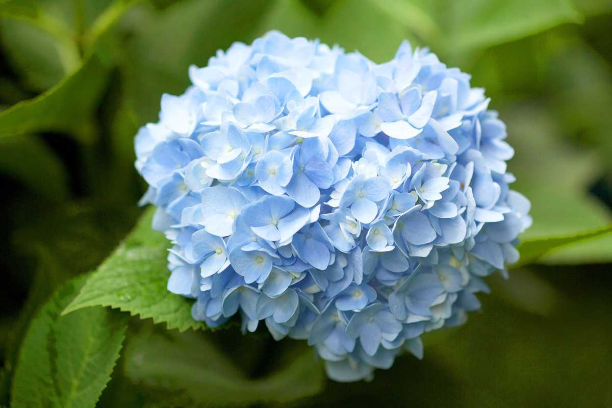 grupo azul de interminables hortensias de verano