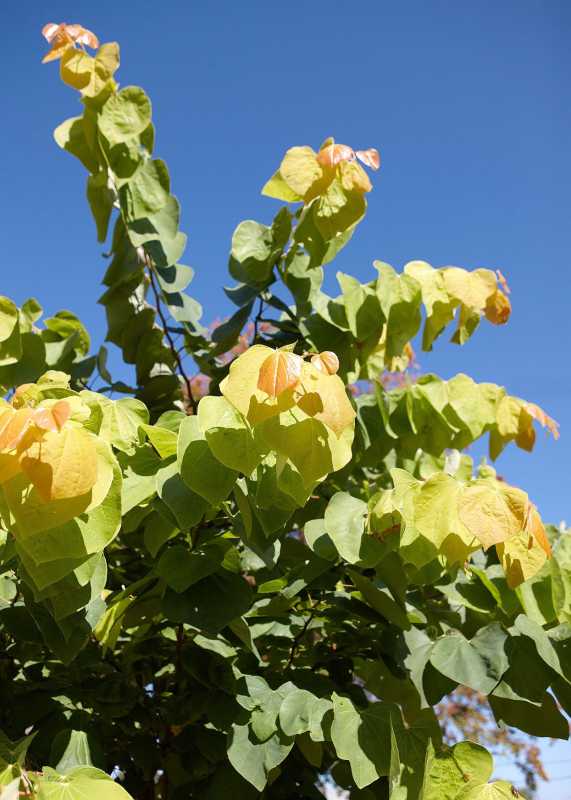 الشمس المشرقة القزمة cercis canadensis