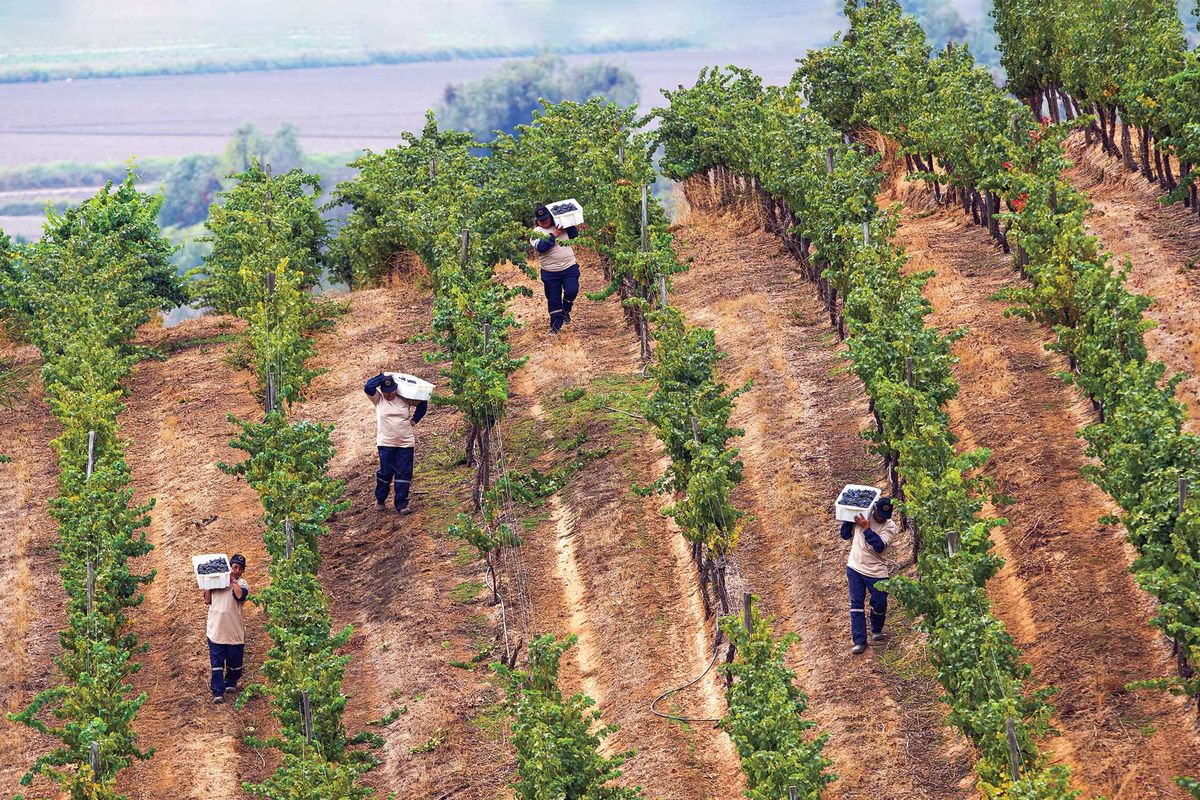 Una foto de personas cosechando uvas Cabernet