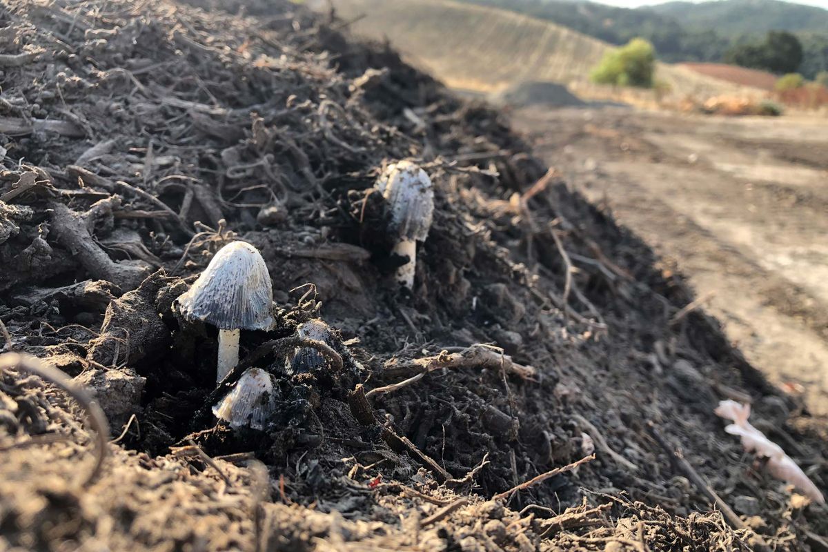 Печурке које расту на прљавштини
