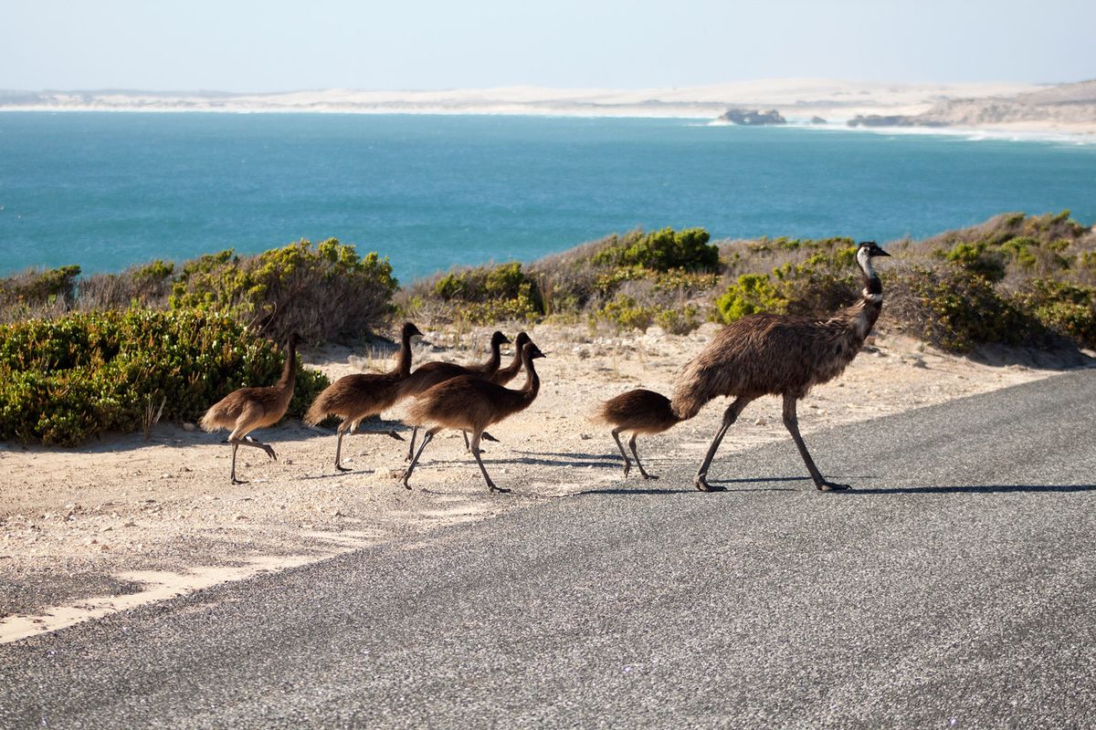 Rodina Emu v Austrálii