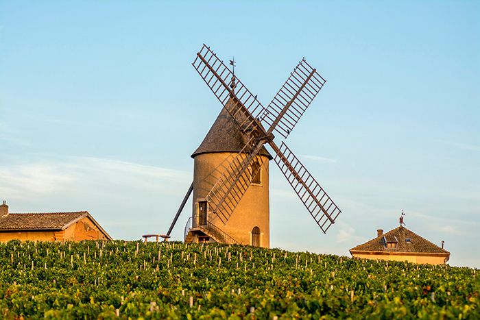 Moulin-a-Vent Cru Beaujolais-wijngaard