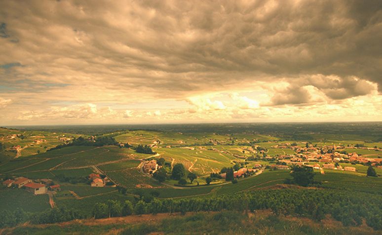 Пейзаж на лозя във Fleurie, Божоле, Франция