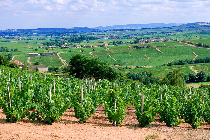Cote de Brouilly vineyards