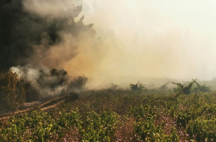 Mortíferos incendios forestales arrasan viñedos en las regiones vitivinícolas del centro y sur de Chile