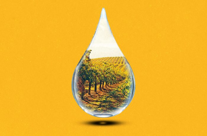 Опустошителните наводнения в Калифорния всъщност могат да бъдат от полза за винопроизводителите - ето защо