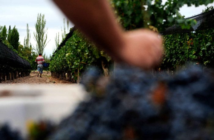 Argentina je imala jednu od najmanjih berbi grožđa u svojoj povijesti - evo što to znači
