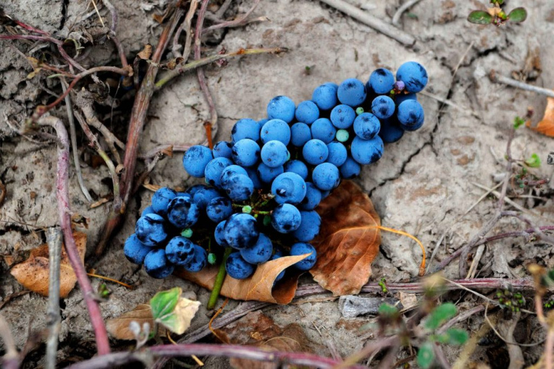   Гроздь винограда Каберне Совиньон на земле во время сбора урожая на винограднике в Крус-де-Пьедра, департамент Майпу, провинция Мендоса, Аргентина, 14 марта 2023 года.
