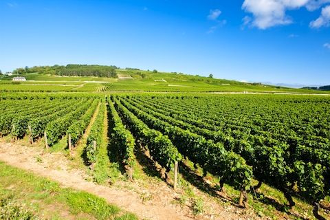 Menggali Keajaiban Burgundy