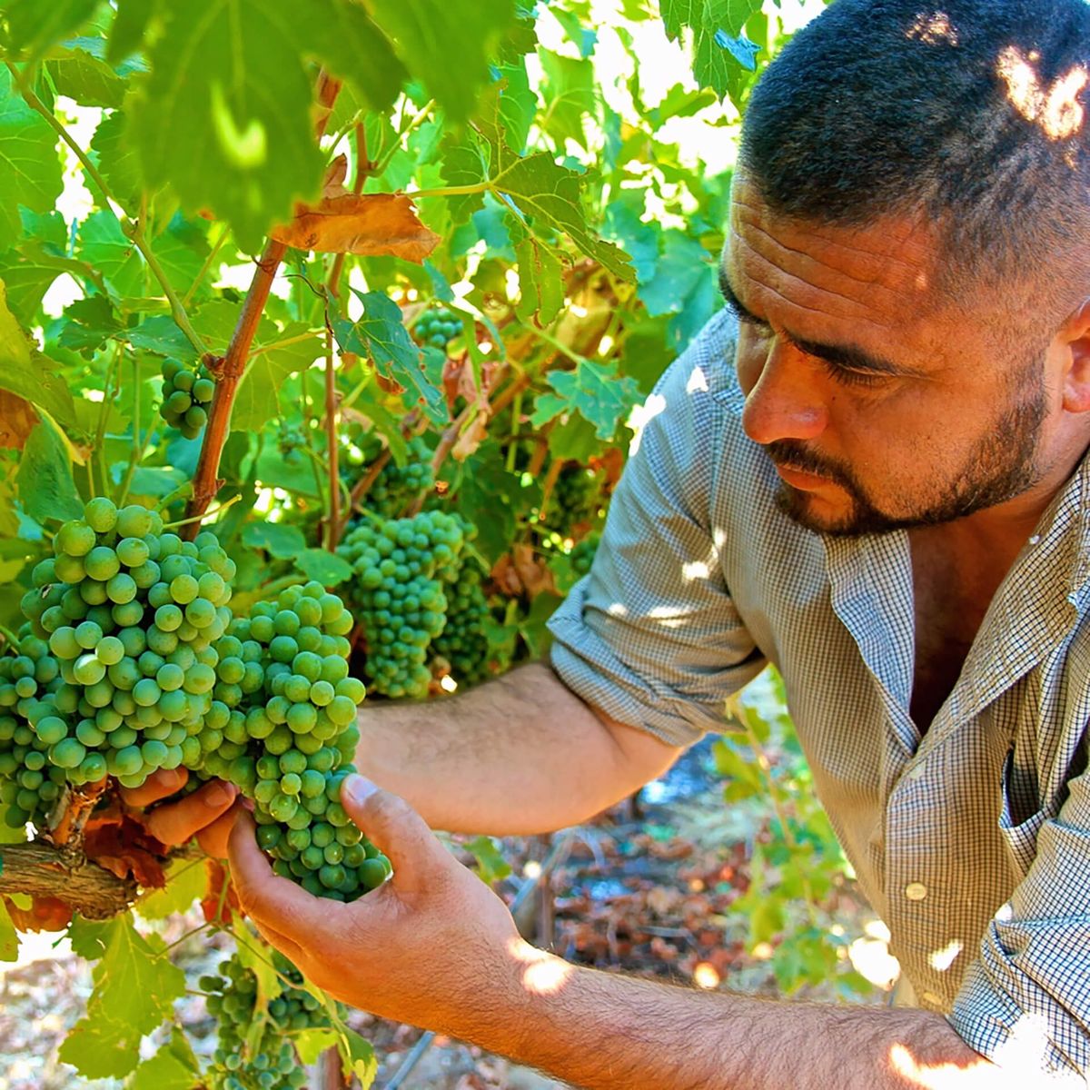 Menadžer vinograda Alex Lopez provjerava Verdejo na rančevima Bokisch u Lodiju