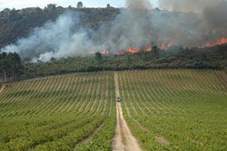 Uprostřed plamenů: Zpráva o požárech Cape Wineland