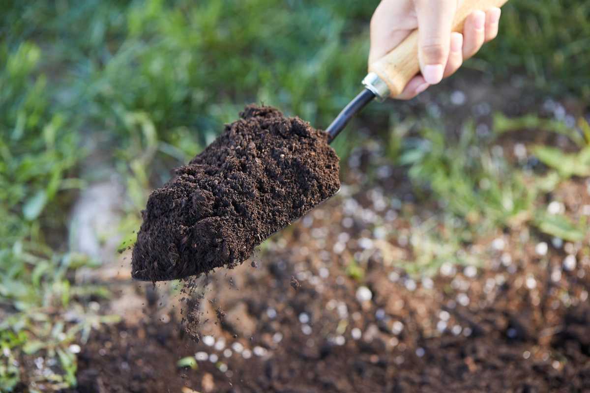 Lo que hay que saber sobre un suelo bien drenado y cómo mejorar el drenaje de las plantas