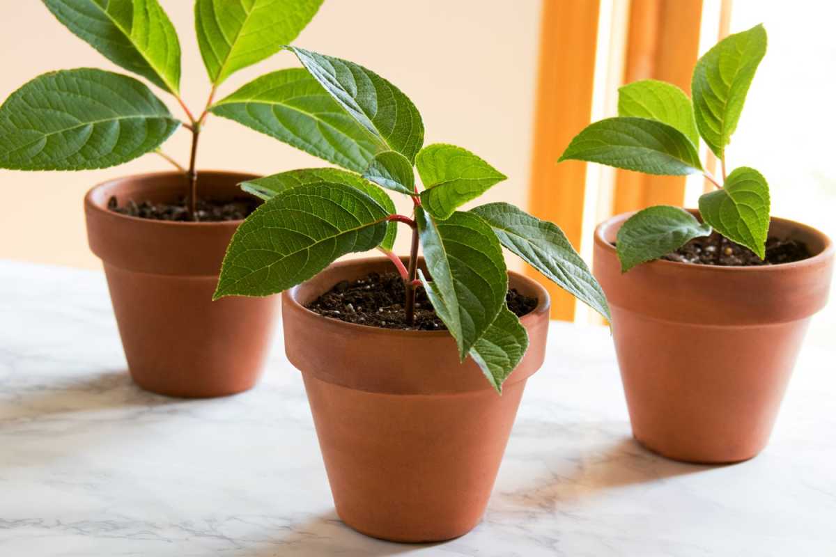 Jak uprawiać rośliny z sadzonek, aby za darmo wypełnić więcej doniczek
