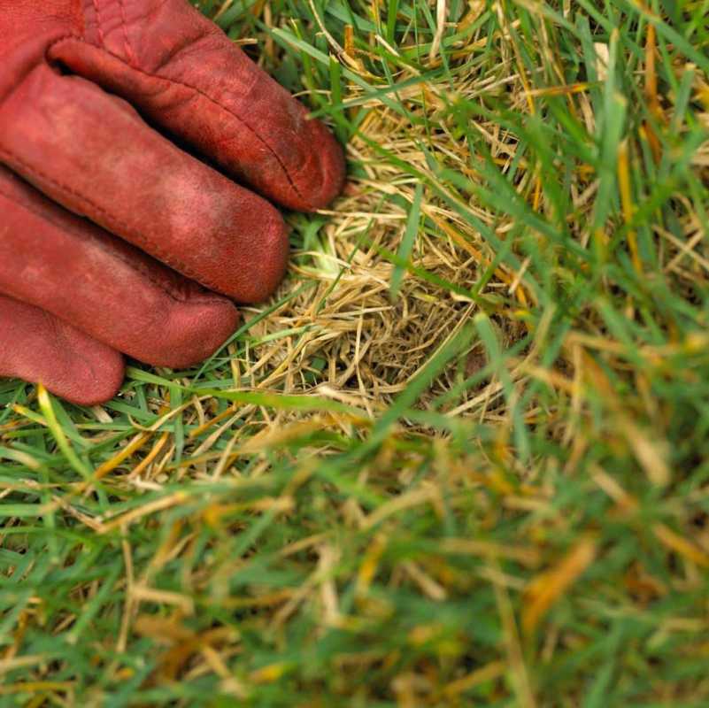 Những điều mọi chủ nhà cần biết về việc dọn cỏ