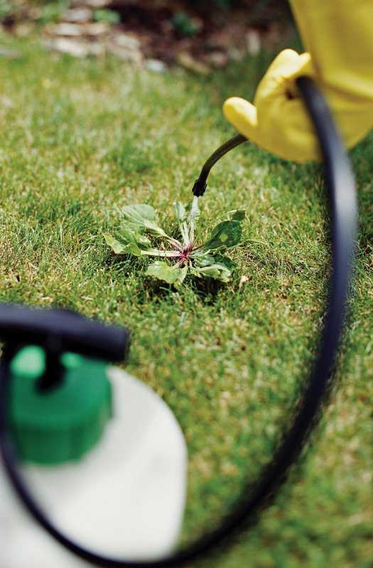 6 aloittelijan nurmikonhoitovirhettä, jotka estävät rehevän ruohon kasvamasta