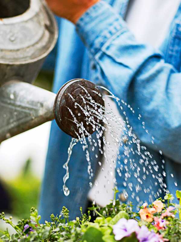 Dit is waarom de ochtend het beste moment van de dag is om je planten water te geven