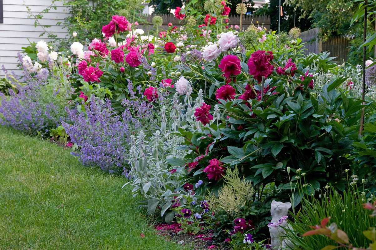 salvia in temno rožnate potonike na vrtu