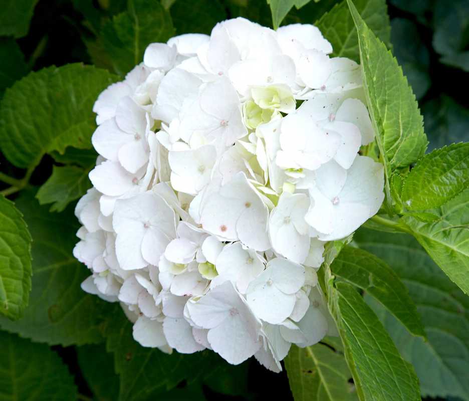 Hvordan ta vare på hortensia om vinteren for å sikre blomstring om sommeren