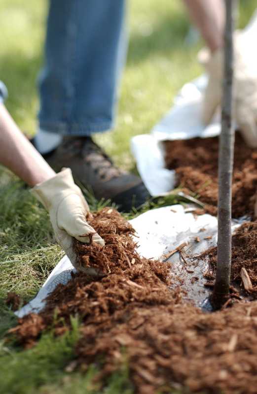 Com mulching com un professional per ajudar el vostre jardí a prosperar