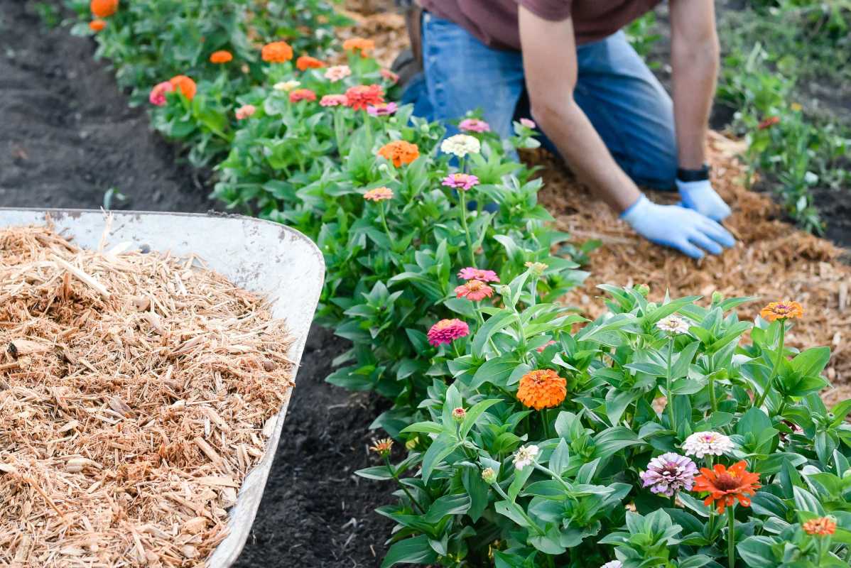 9 начина да избегнете най-лошите грешки при мулчирането във вашата градина
