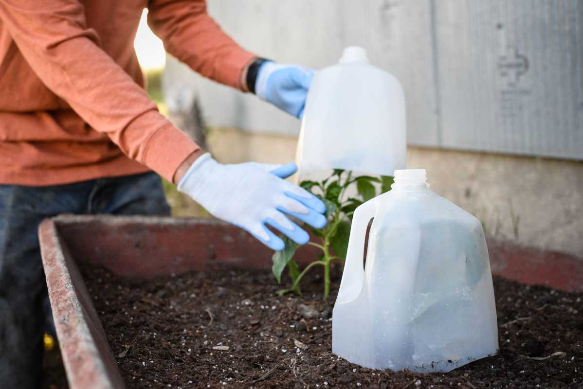 植物を霜から守り、寒波に耐える方法