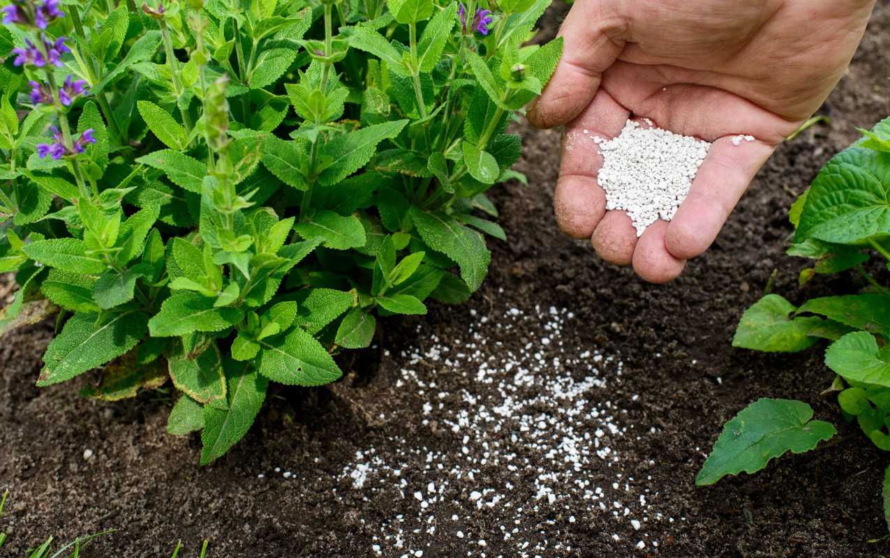 Como fertilizar corretamente todas as suas plantas