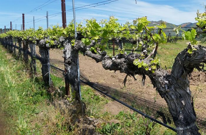L’atractiu de les vinyes velles a la costa central