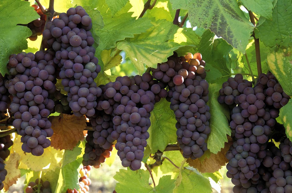 anggur pinot gris organik