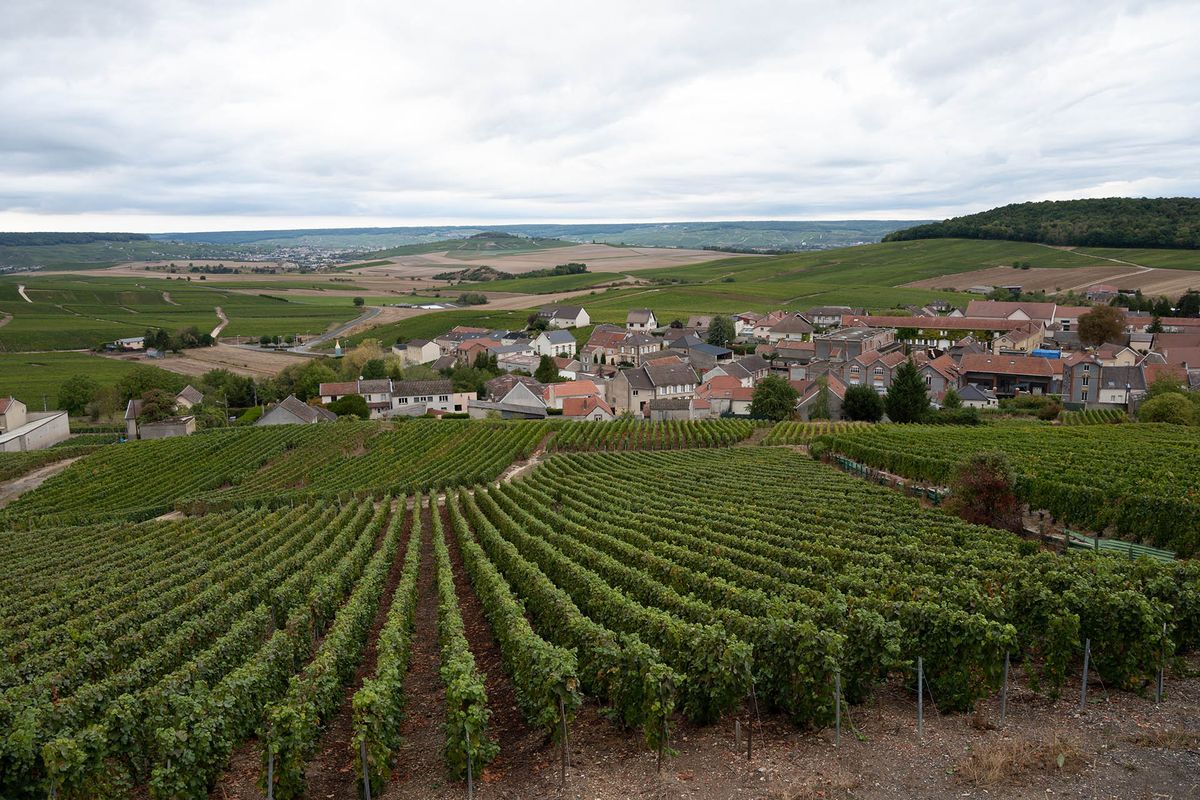 Peisaj cu podgorii verzi grand cru lângă Cramant, regiunea Champagne, Franța în ziua ploioasă de toamnă. Cultivarea strugurilor de vin alb chardonnay pe soluri cretoase din Coasta de Blancuri.