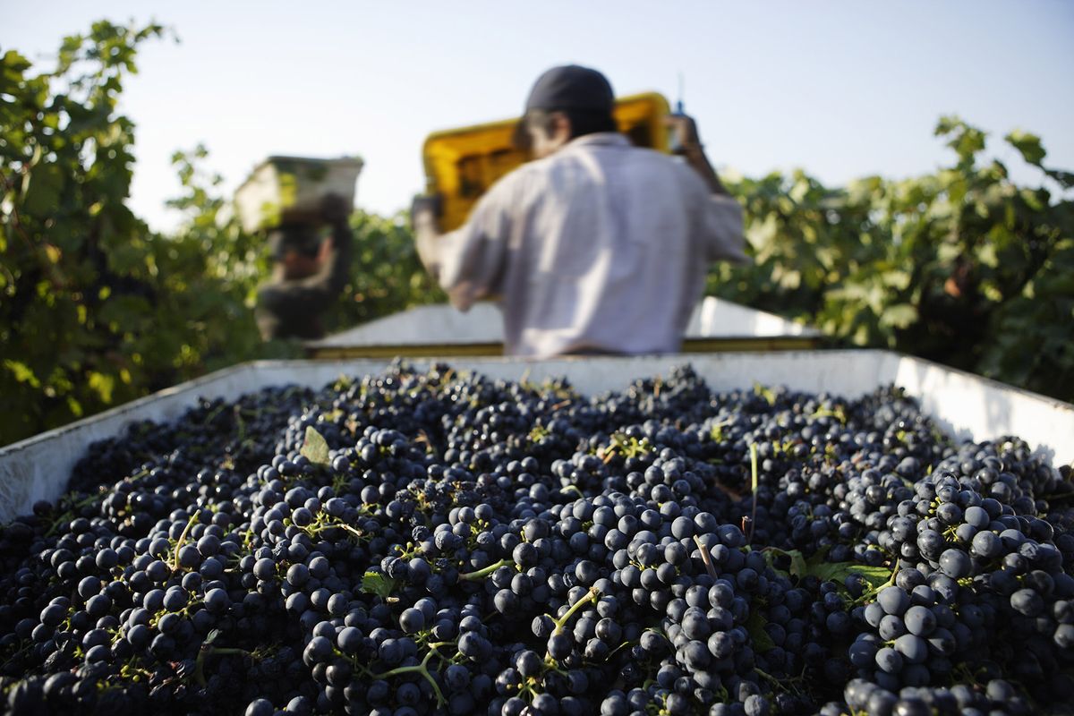 Els viticultors utilitzen dades d’avantguarda i saviesa centenària per combatre el canvi climàtic