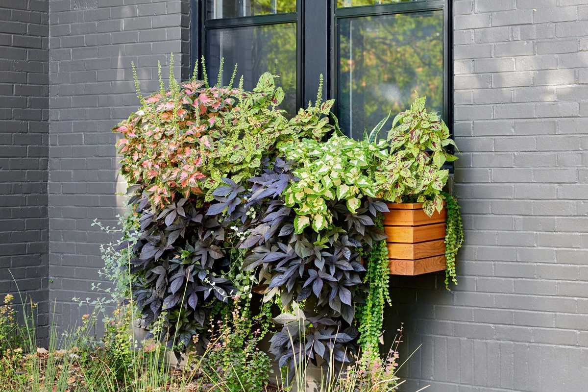 Cum să plantezi cutii de ferestre ca un profesionist