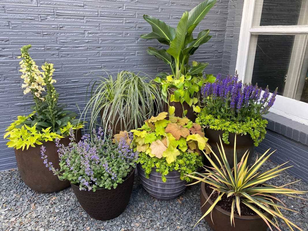 3 pomysły na aranżację roślin doniczkowych w pięknym ogrodzie na patio