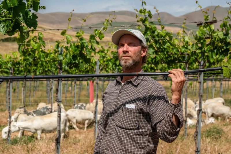 W hrabstwie San Benito historyczne korzenie nadal kształtują przyszłość kalifornijskiego wina