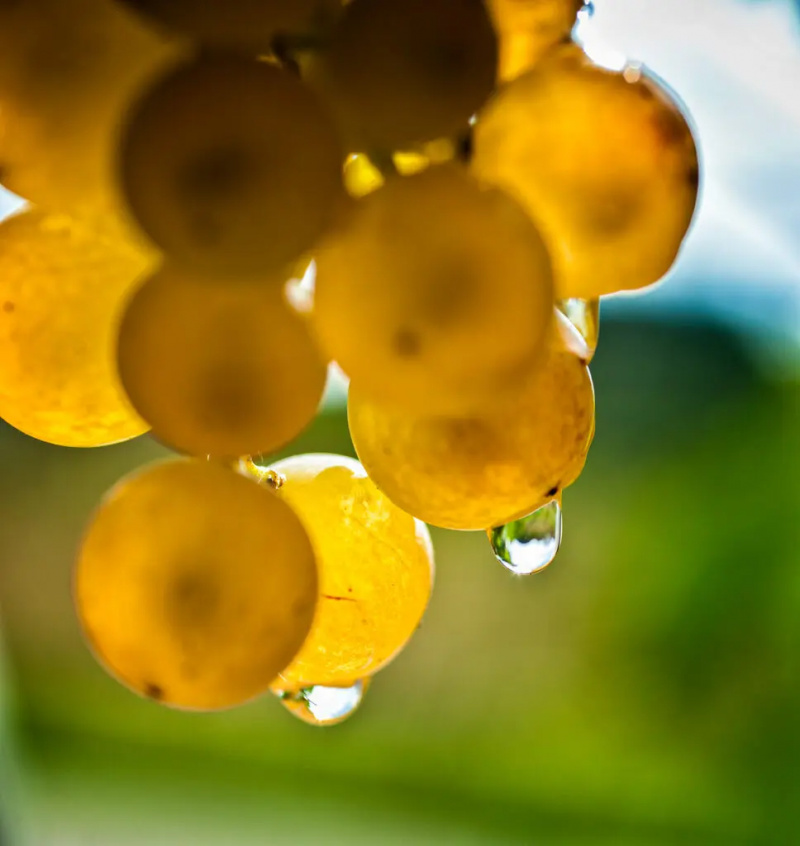 El camí de Soave per produir vi de qualitat cru
