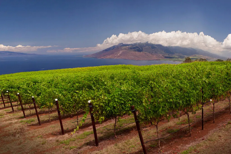 Een maand na de brand in Maui gaat de enige wijnmakerij van het eiland een onzekere toekomst tegemoet