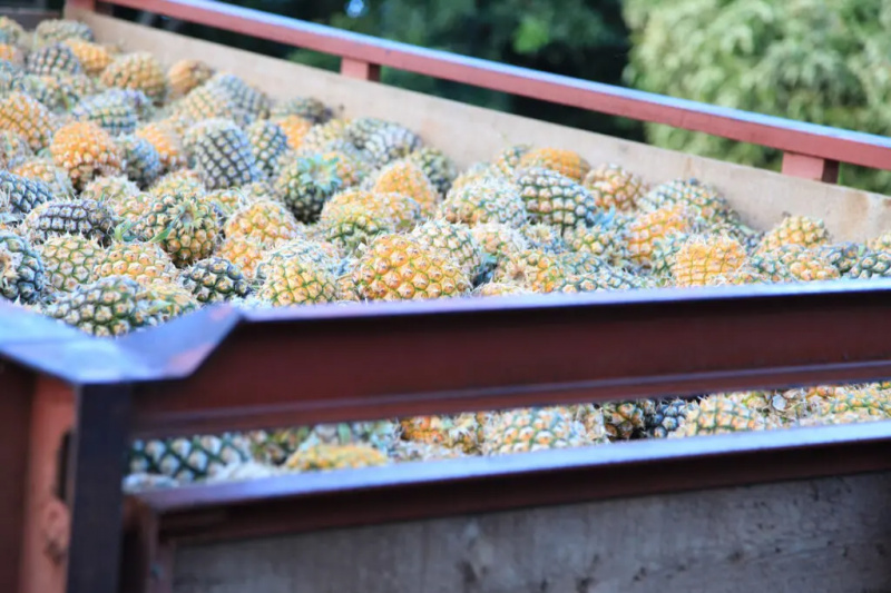   Урожай ананасов на MauiWine / Фото предоставлено MauiWine