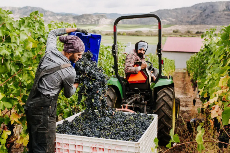 I British Columbia berikar ett Punjab Farming Legacy Okanagan Wine