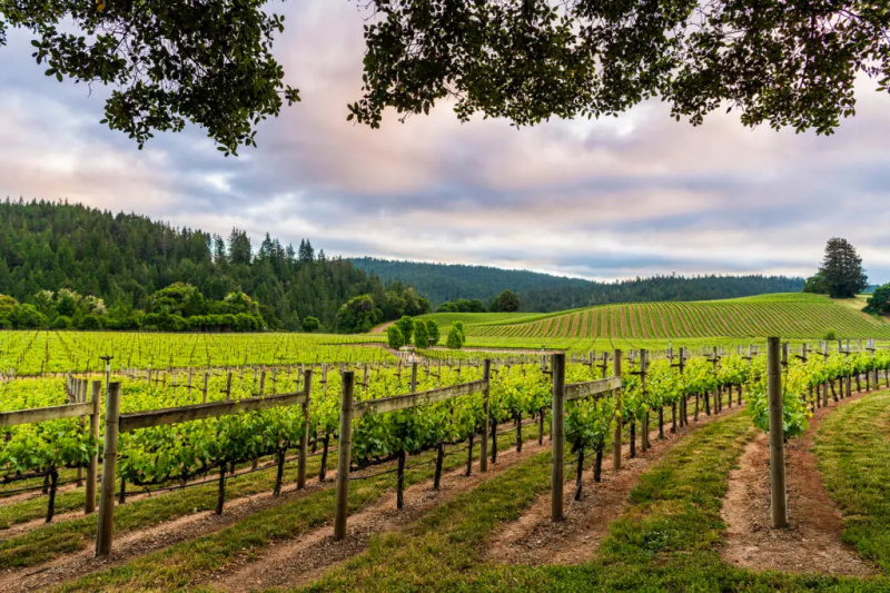   Ladang anggur Goldeneye Winery
