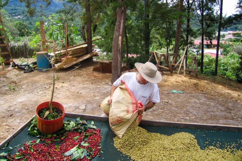 Kaffee-Terroir: Auf vulkanischem Boden angebaute Bohnen liefern überraschende, komplexe Biere
