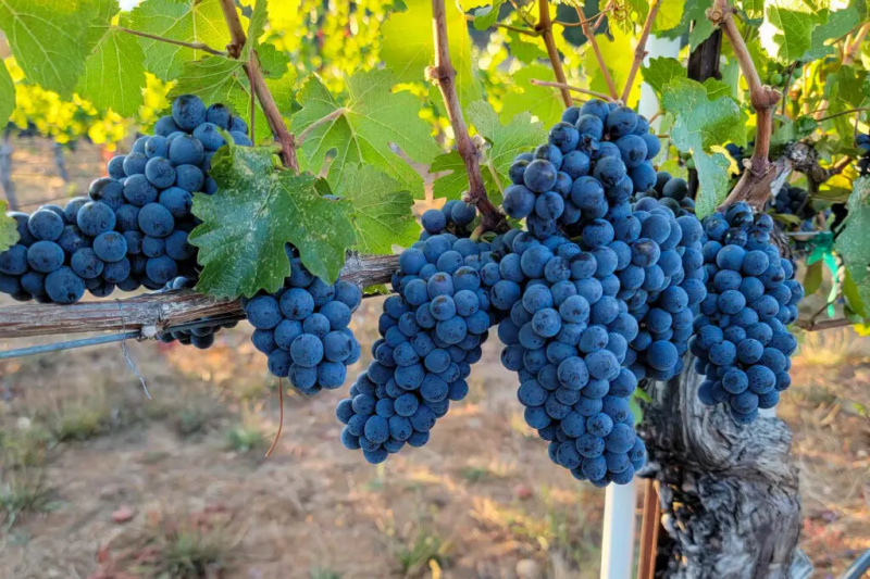 Flytta över, Willamette: Pinot Noir i södra Oregon tar scenen