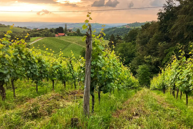 Karol Schnabel's biodynamically farmed vineyard in Weinland Austria