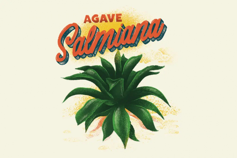 Agáve Salmiana