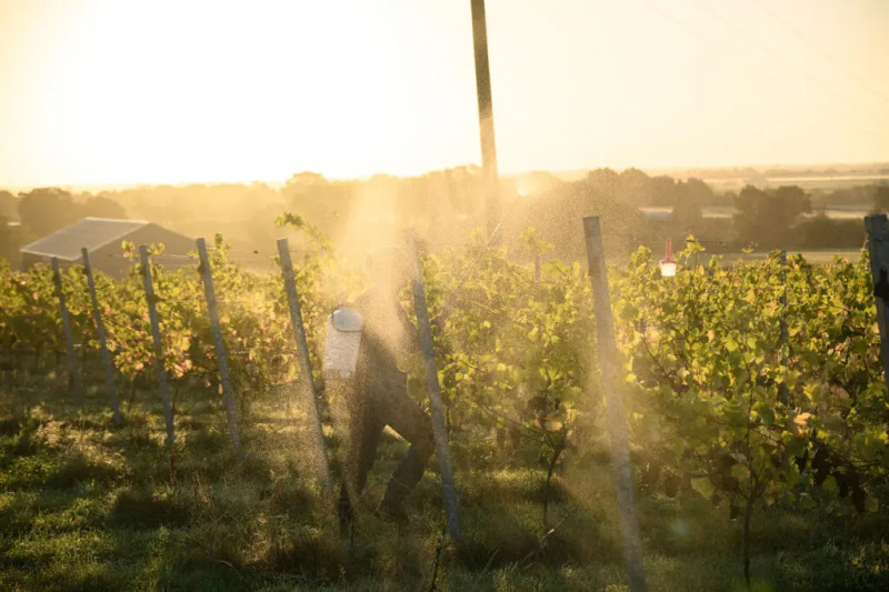 Gran Bretaña acaba de tener la cosecha de vino más grande de su historia. Las implicaciones podrían ser enormes.