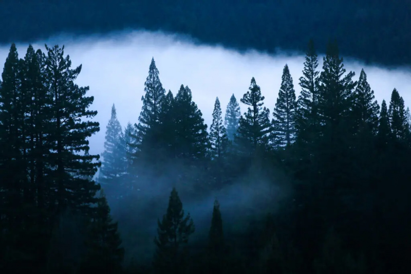 La niebla se desplaza entre los árboles junto a la autopista Redwood, cerca de la frontera de los condados de Mendocino y Humboldt.