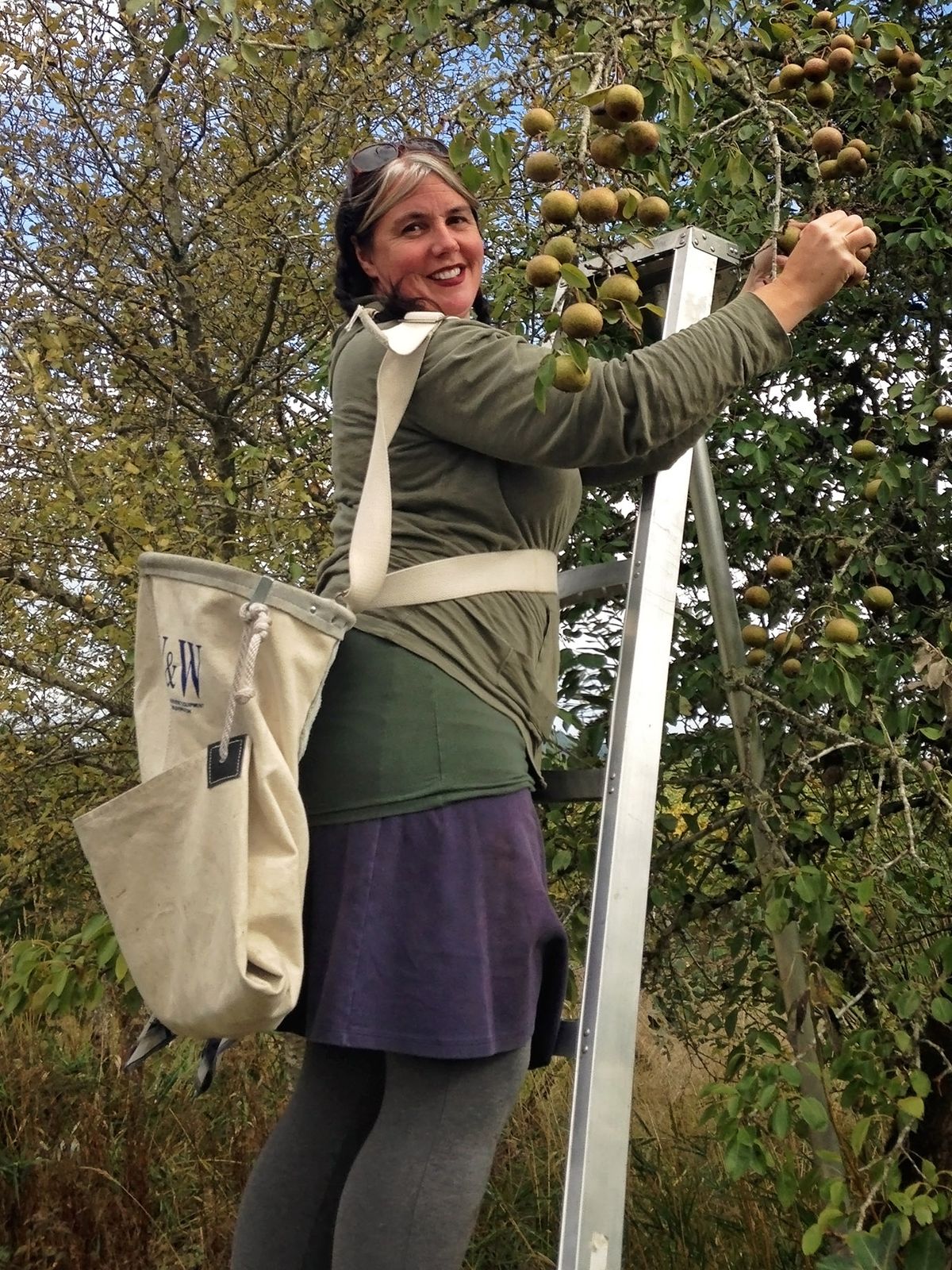 אישה על סולם קוטפת תפוחים ירוקים כהים, שק על גבה