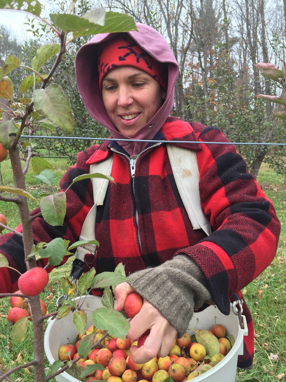 אישה בפלנל אדום קצירת תפוחים בפרדס
